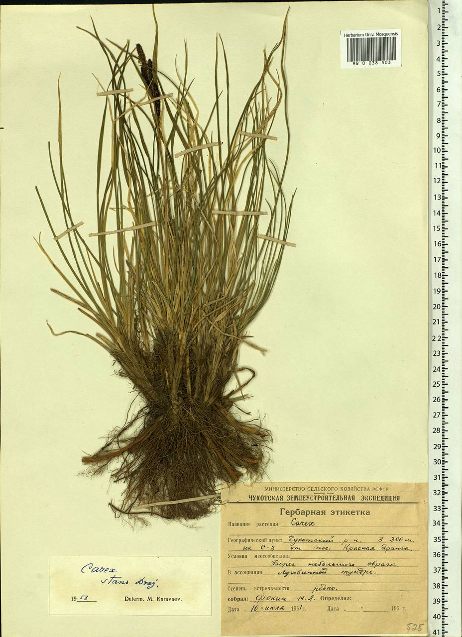 Carex aquatilis var. minor Boott, Siberia, Chukotka & Kamchatka (S7) (Russia)