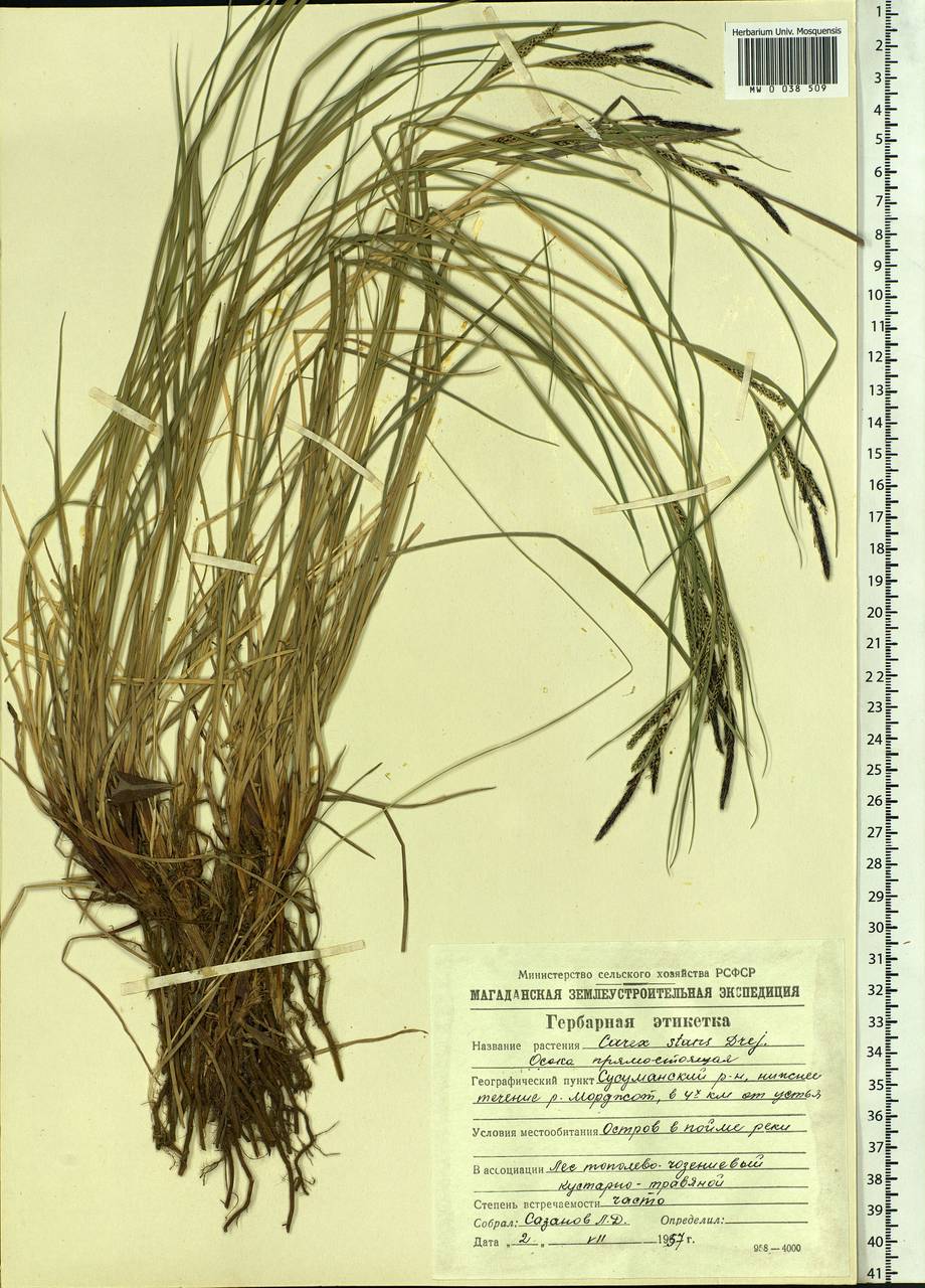 Carex aquatilis var. minor Boott, Siberia, Chukotka & Kamchatka (S7) (Russia)