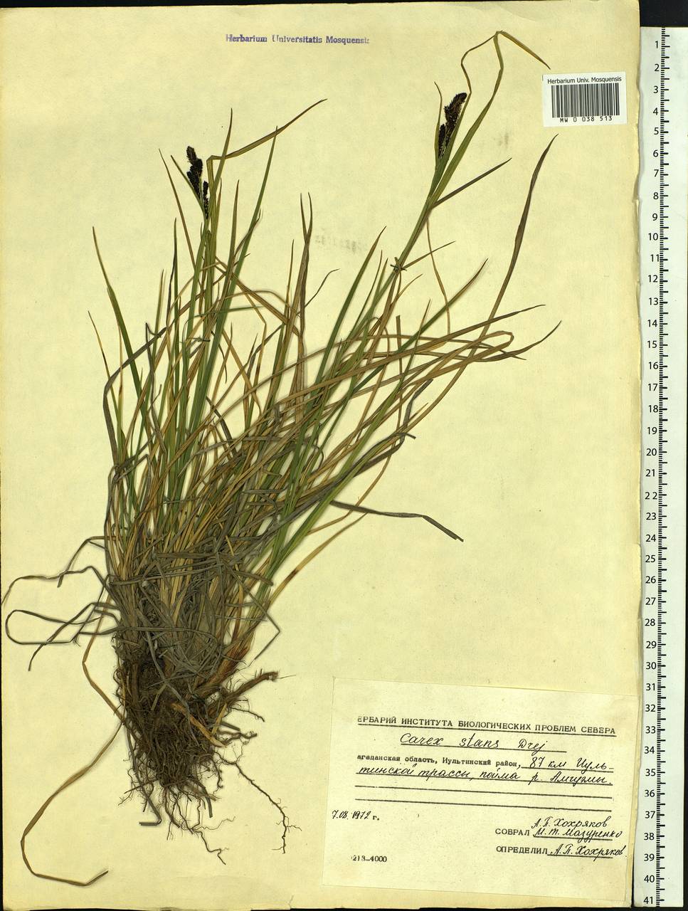 Carex aquatilis var. minor Boott, Siberia, Chukotka & Kamchatka (S7) (Russia)