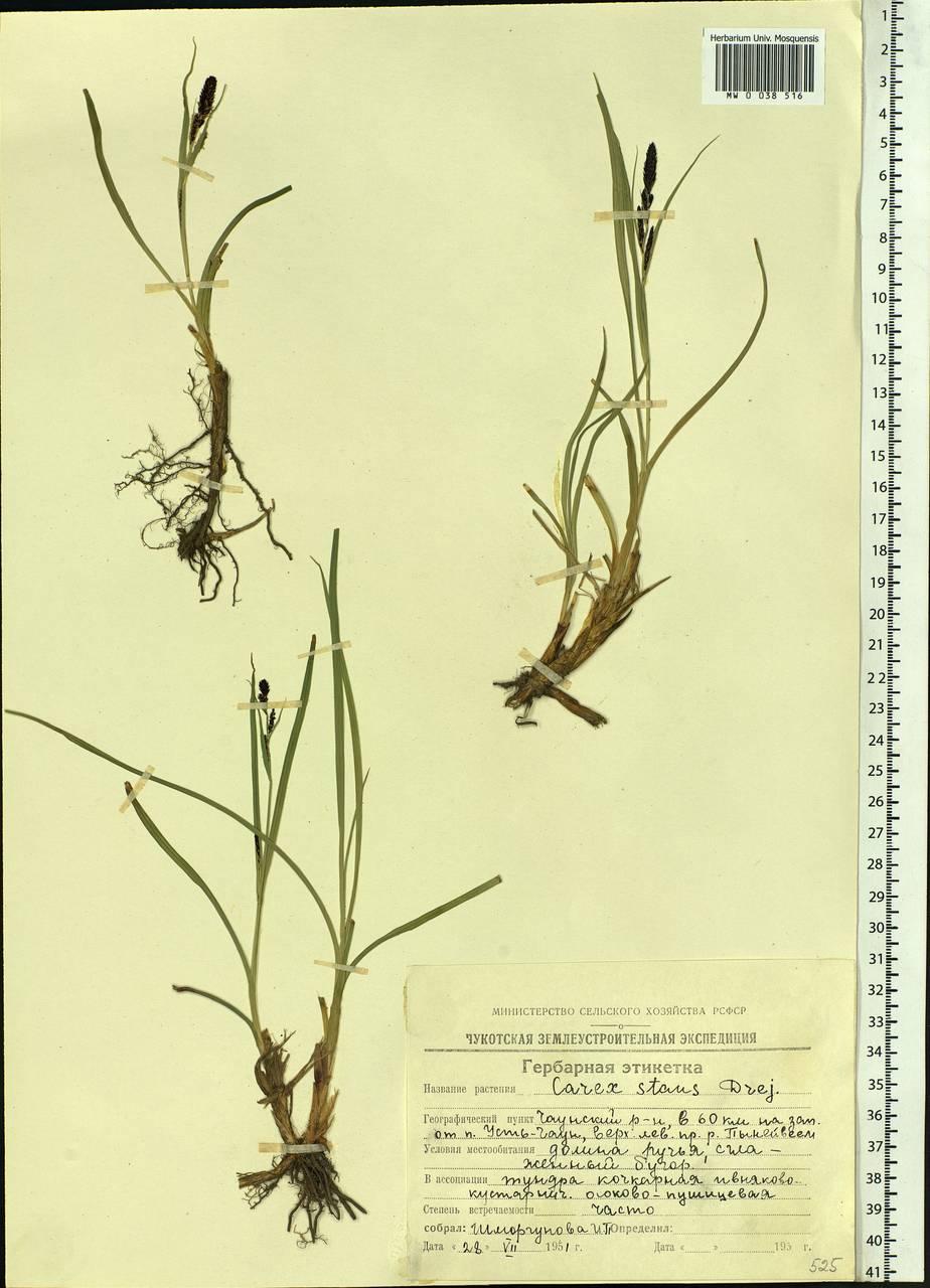 Carex aquatilis var. minor Boott, Siberia, Chukotka & Kamchatka (S7) (Russia)