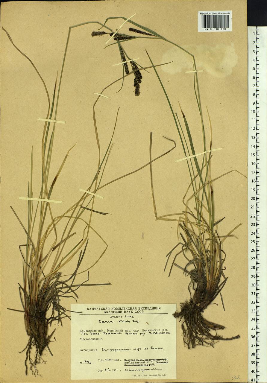 Carex aquatilis var. minor Boott, Siberia, Chukotka & Kamchatka (S7) (Russia)