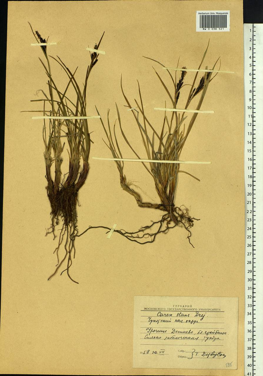 Carex aquatilis var. minor Boott, Siberia, Chukotka & Kamchatka (S7) (Russia)