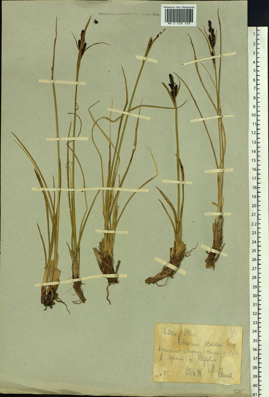 Carex aquatilis var. minor Boott, Siberia, Chukotka & Kamchatka (S7) (Russia)