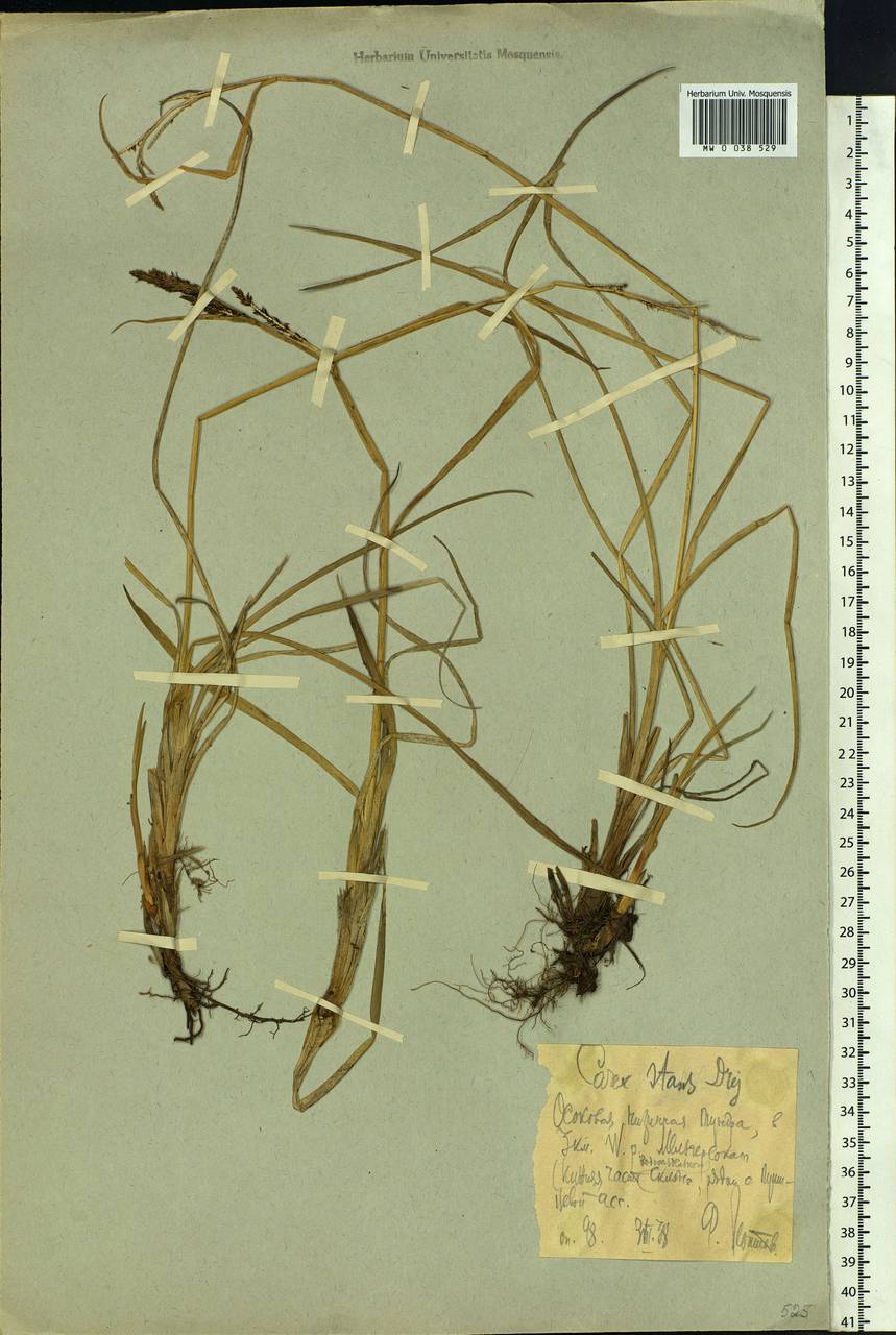Carex aquatilis var. minor Boott, Siberia, Chukotka & Kamchatka (S7) (Russia)