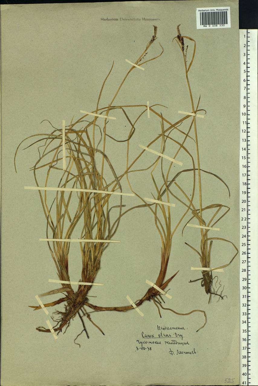Carex aquatilis var. minor Boott, Siberia, Chukotka & Kamchatka (S7) (Russia)