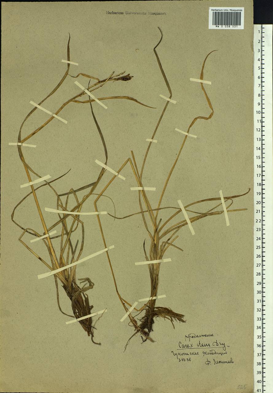 Carex aquatilis var. minor Boott, Siberia, Chukotka & Kamchatka (S7) (Russia)