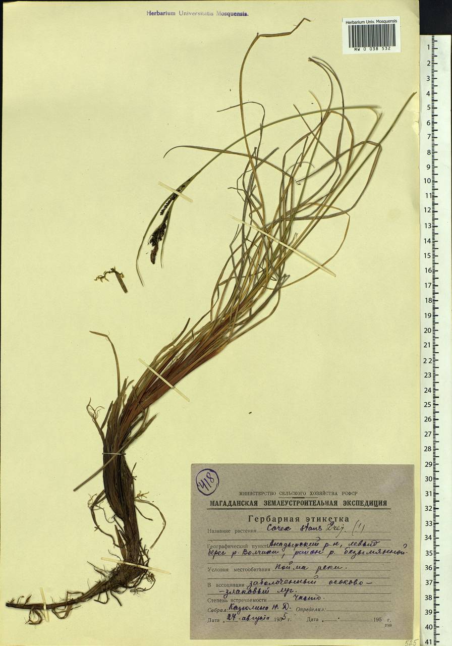 Carex aquatilis var. minor Boott, Siberia, Chukotka & Kamchatka (S7) (Russia)