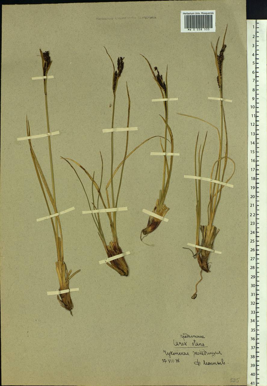 Carex aquatilis var. minor Boott, Siberia, Chukotka & Kamchatka (S7) (Russia)