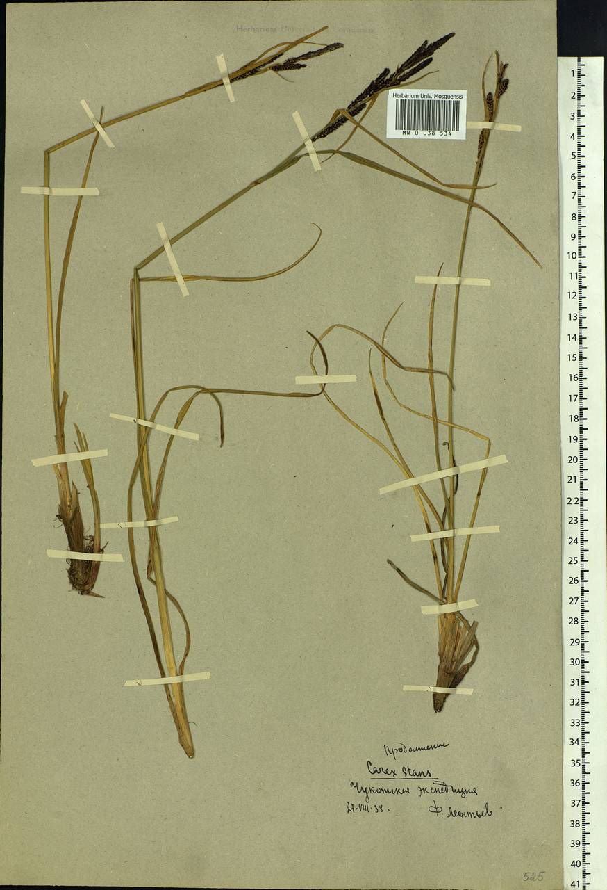 Carex aquatilis var. minor Boott, Siberia, Chukotka & Kamchatka (S7) (Russia)