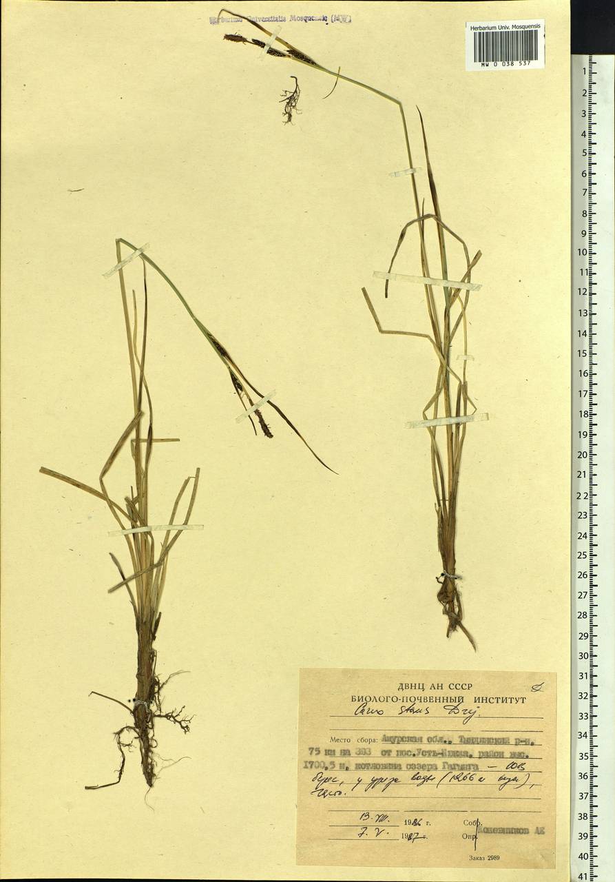 Carex aquatilis var. minor Boott, Siberia, Russian Far East (S6) (Russia)