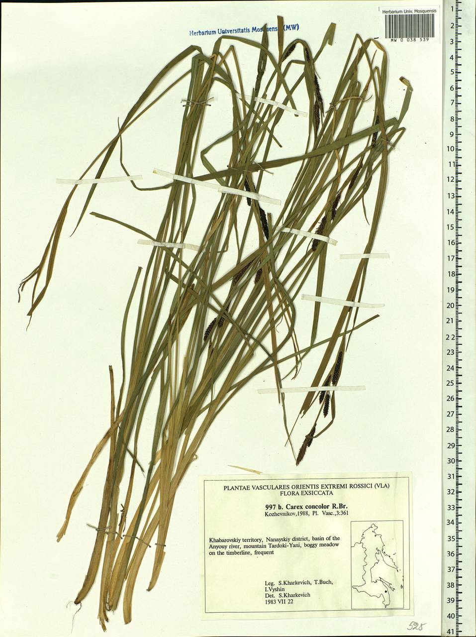 Carex aquatilis var. minor Boott, Siberia, Russian Far East (S6) (Russia)
