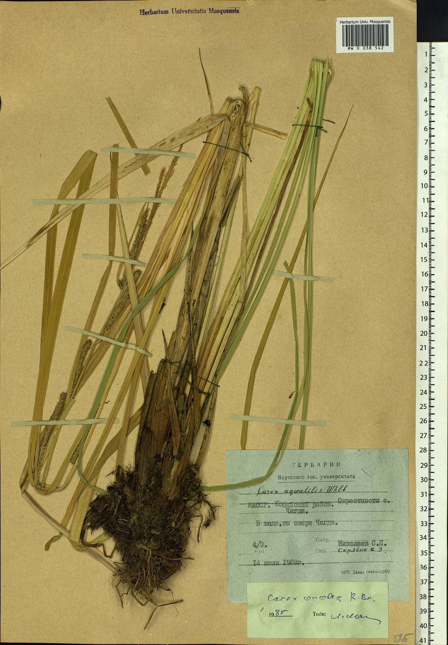 Carex aquatilis var. minor Boott, Siberia, Yakutia (S5) (Russia)