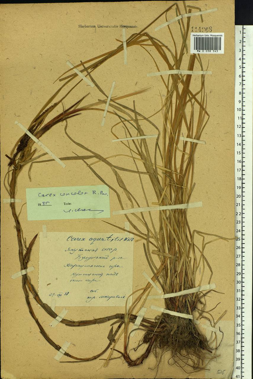 Carex aquatilis var. minor Boott, Siberia, Yakutia (S5) (Russia)