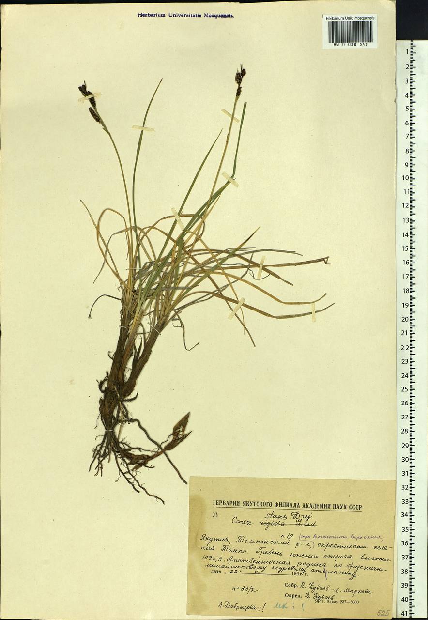 Carex aquatilis var. minor Boott, Siberia, Yakutia (S5) (Russia)