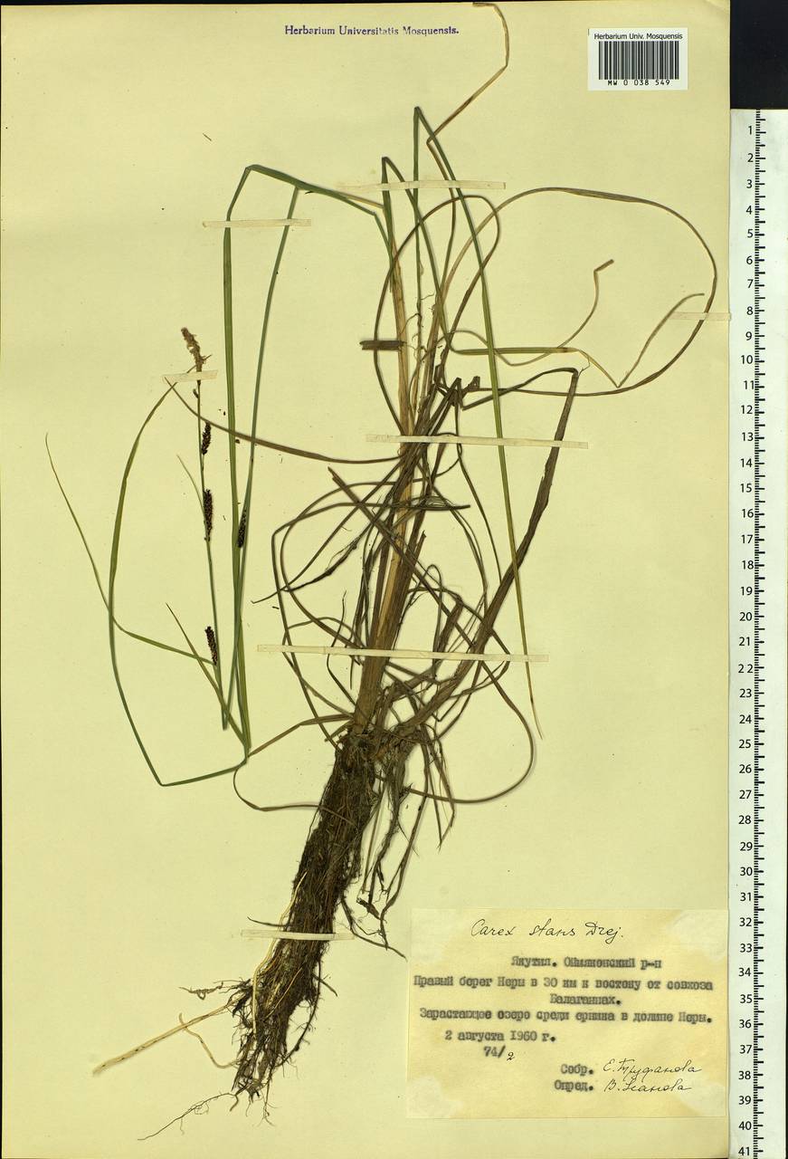 Carex aquatilis var. minor Boott, Siberia, Yakutia (S5) (Russia)