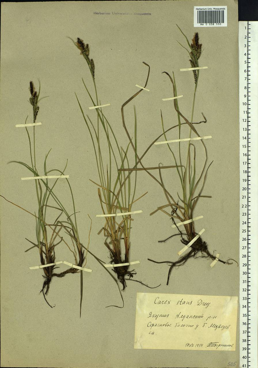 Carex aquatilis var. minor Boott, Siberia, Yakutia (S5) (Russia)