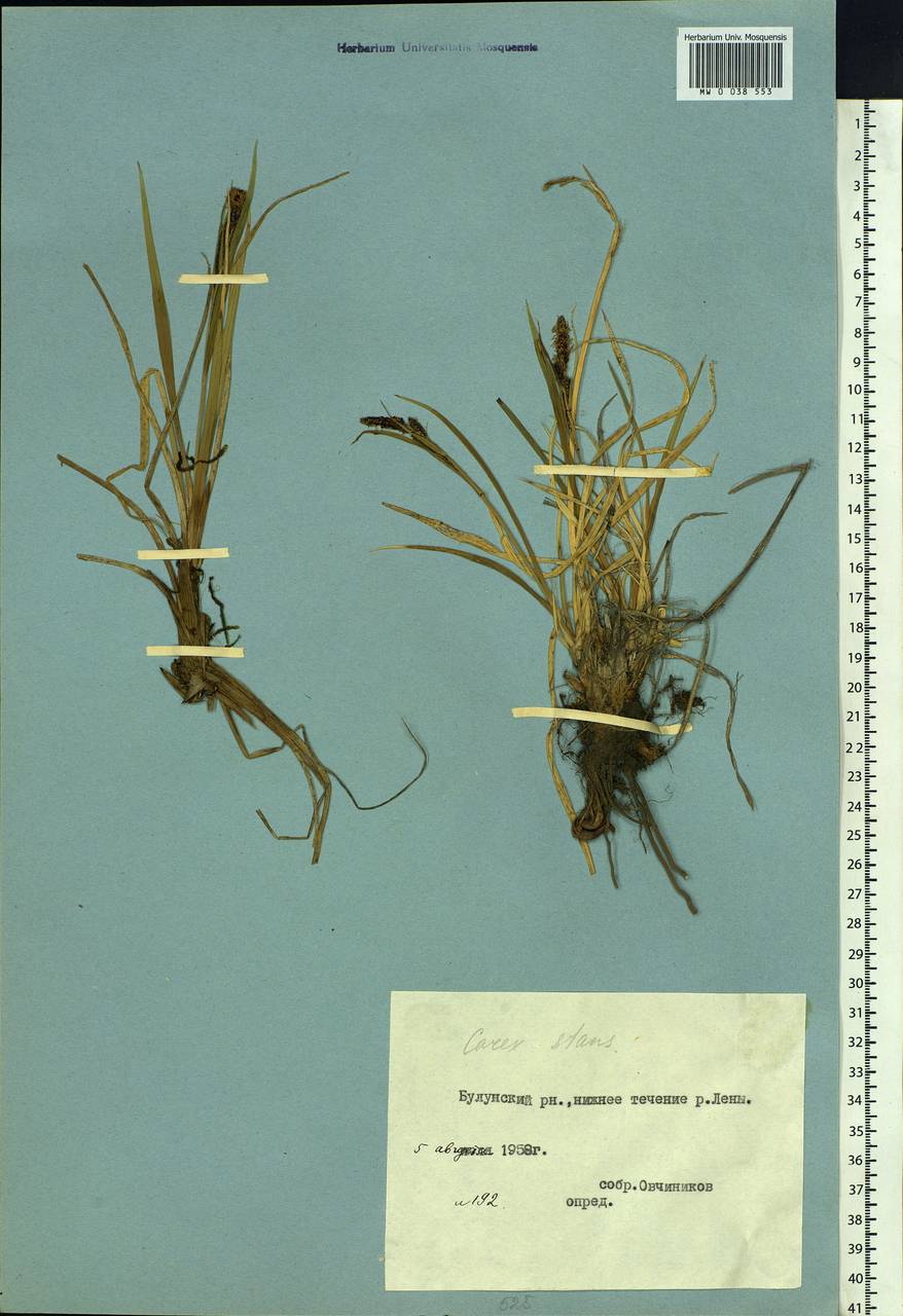 Carex aquatilis var. minor Boott, Siberia, Yakutia (S5) (Russia)