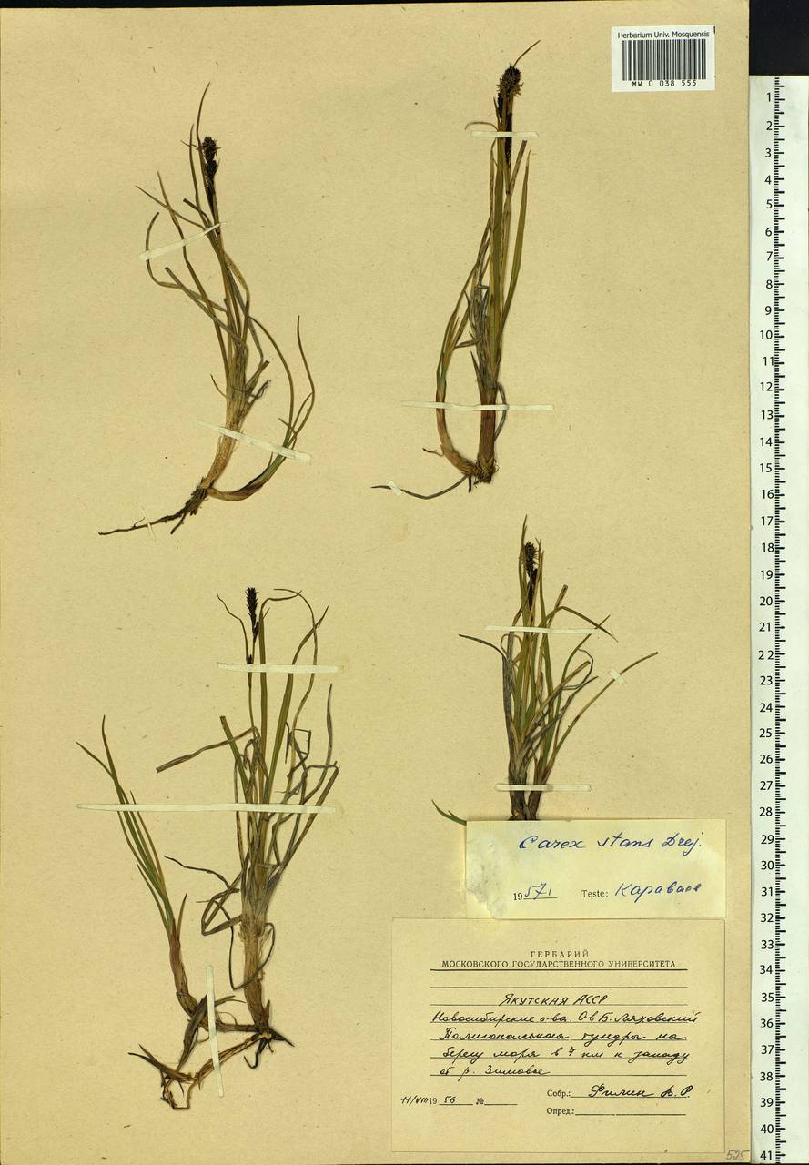 Carex aquatilis var. minor Boott, Siberia, Yakutia (S5) (Russia)