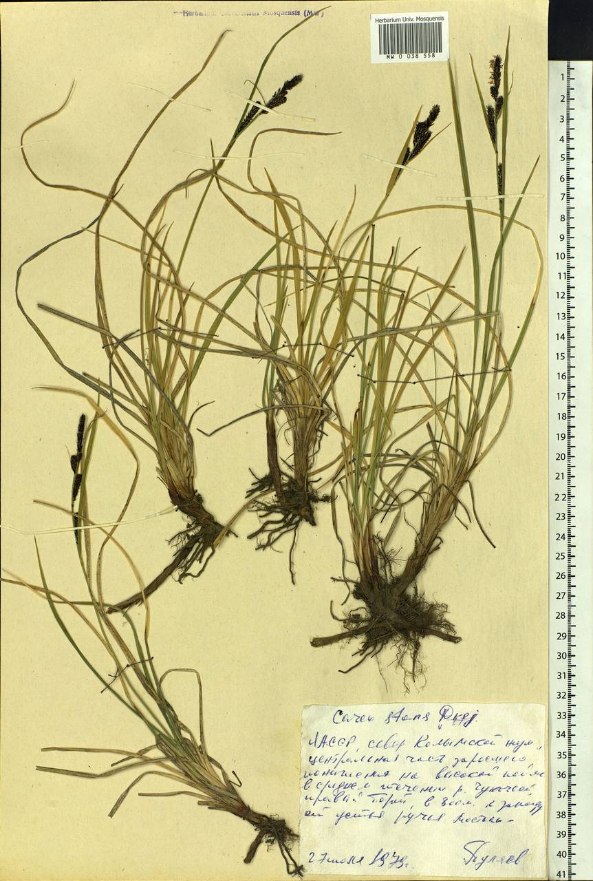 Carex aquatilis var. minor Boott, Siberia, Yakutia (S5) (Russia)