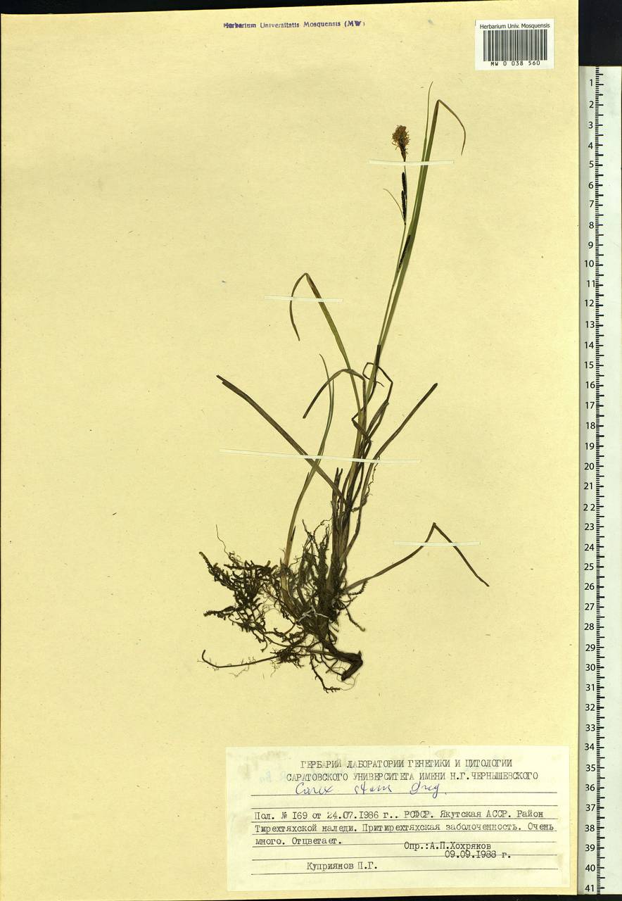 Carex aquatilis var. minor Boott, Siberia, Yakutia (S5) (Russia)