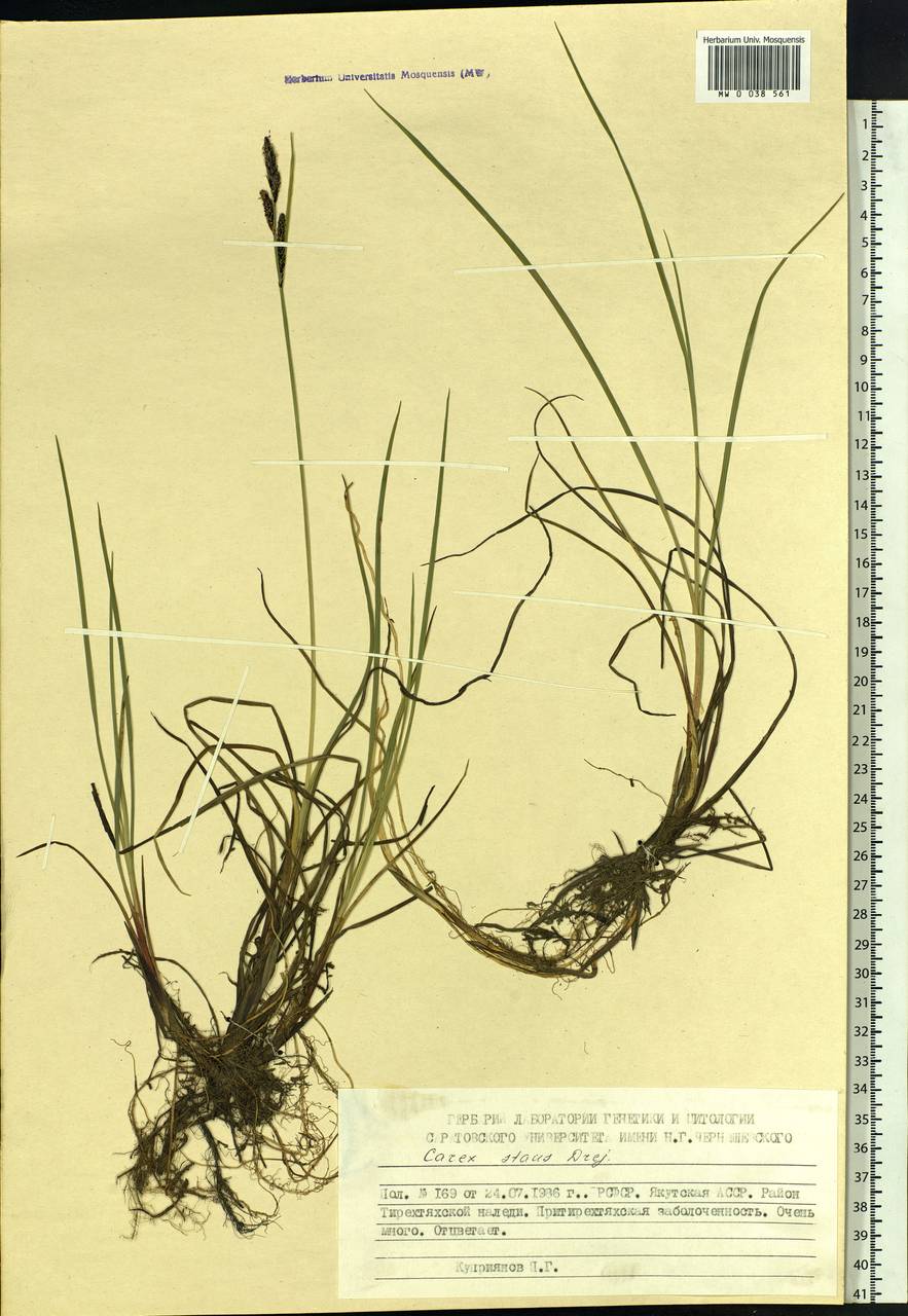 Carex aquatilis var. minor Boott, Siberia, Yakutia (S5) (Russia)