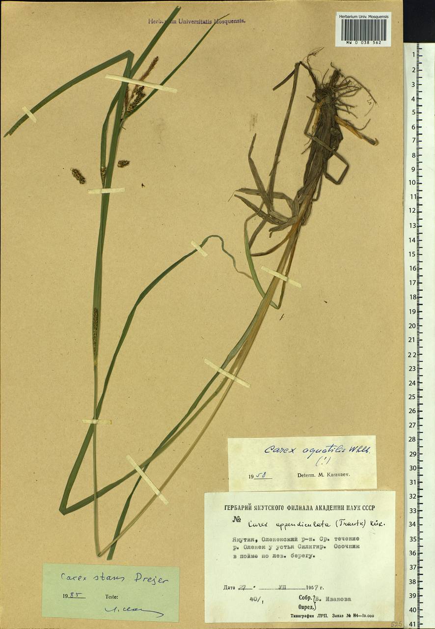 Carex aquatilis var. minor Boott, Siberia, Yakutia (S5) (Russia)