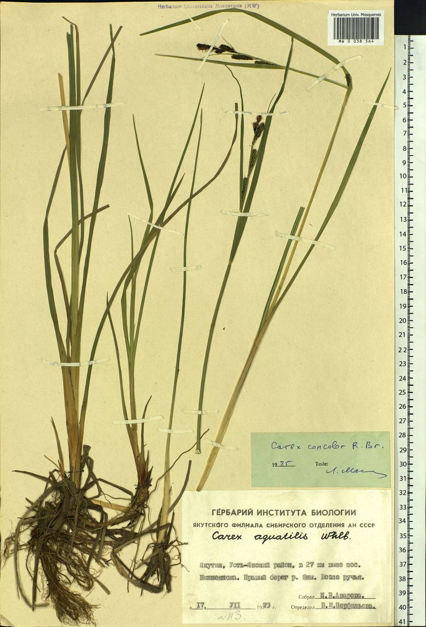 Carex aquatilis var. minor Boott, Siberia, Yakutia (S5) (Russia)