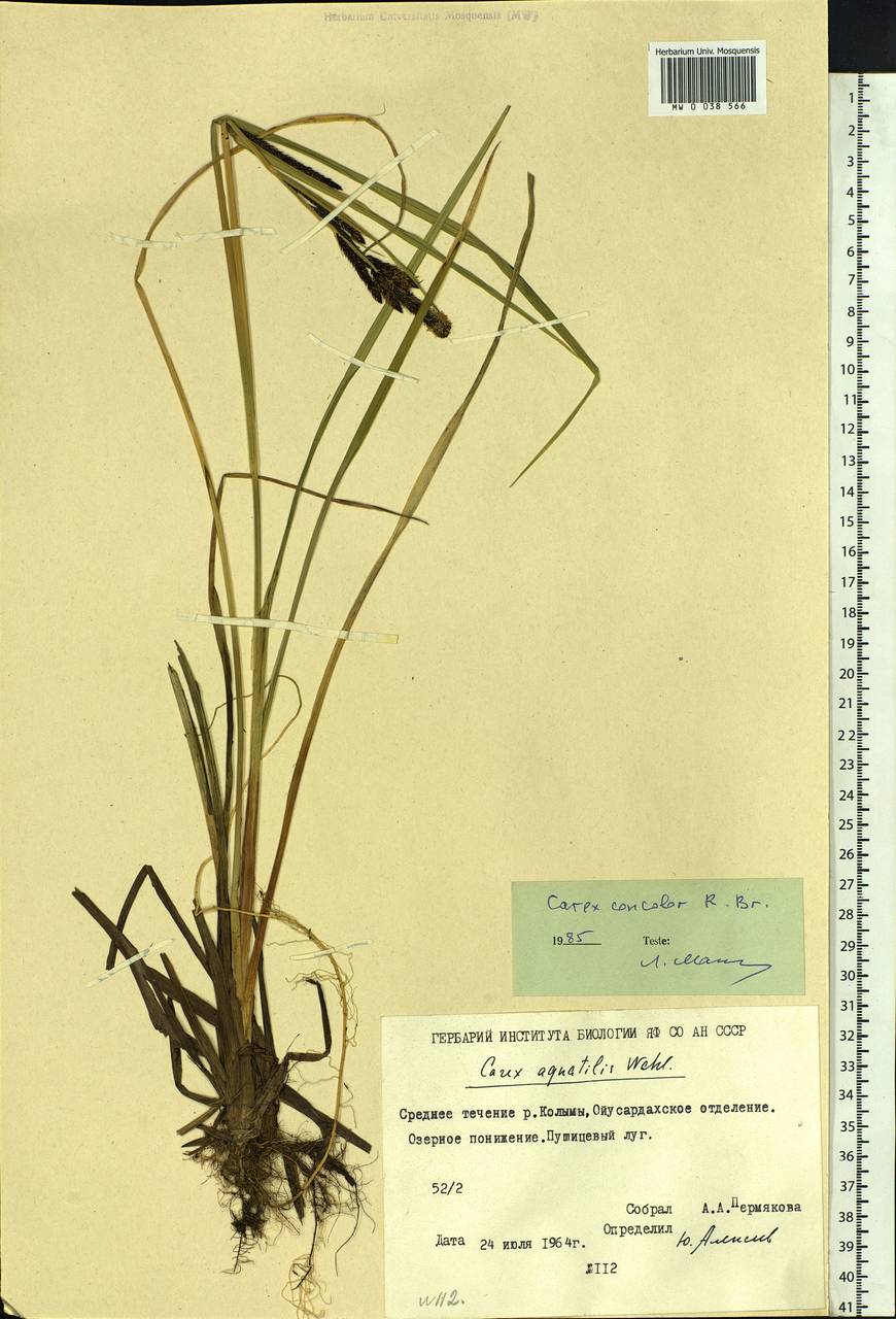 Carex aquatilis var. minor Boott, Siberia, Yakutia (S5) (Russia)