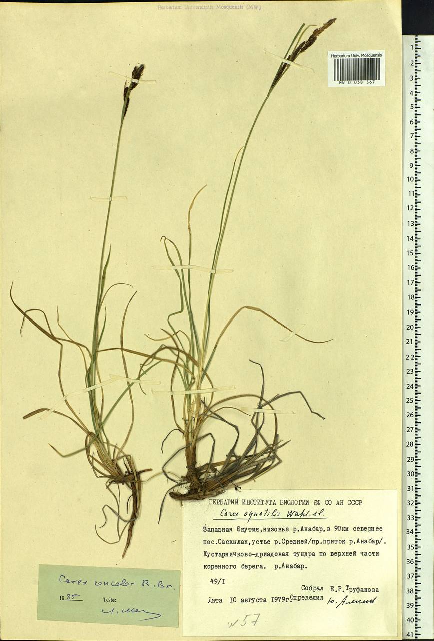 Carex aquatilis var. minor Boott, Siberia, Yakutia (S5) (Russia)