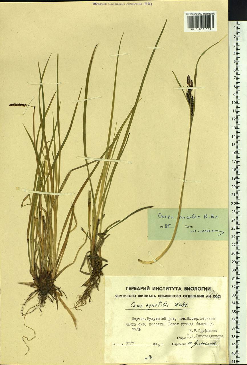 Carex aquatilis var. minor Boott, Siberia, Yakutia (S5) (Russia)