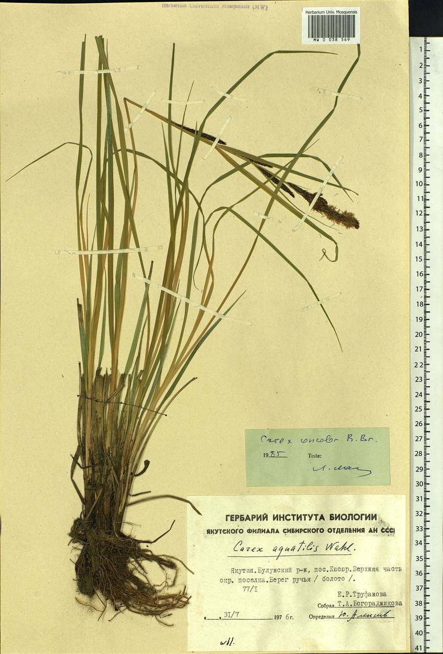 Carex aquatilis var. minor Boott, Siberia, Yakutia (S5) (Russia)