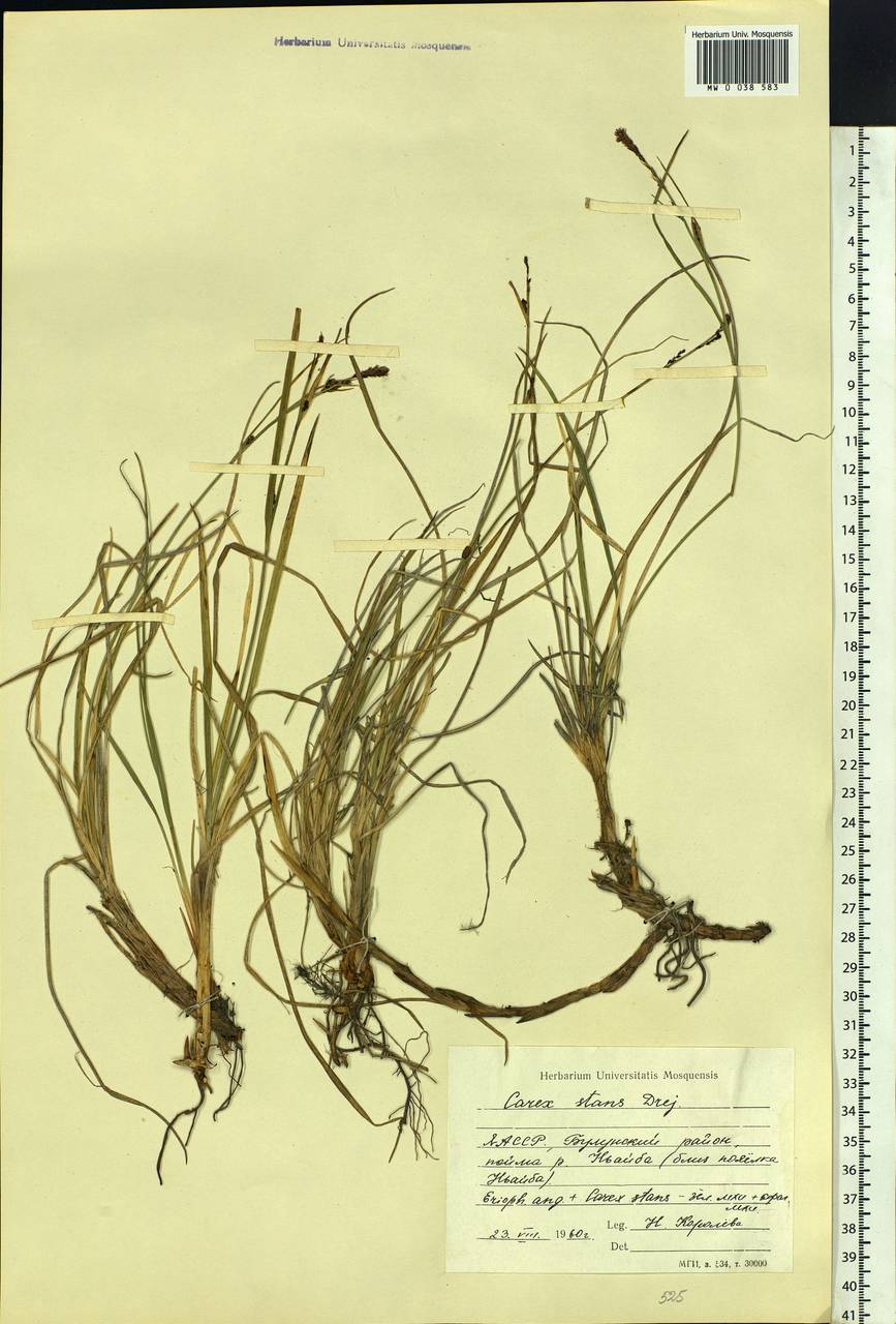 Carex aquatilis var. minor Boott, Siberia, Yakutia (S5) (Russia)