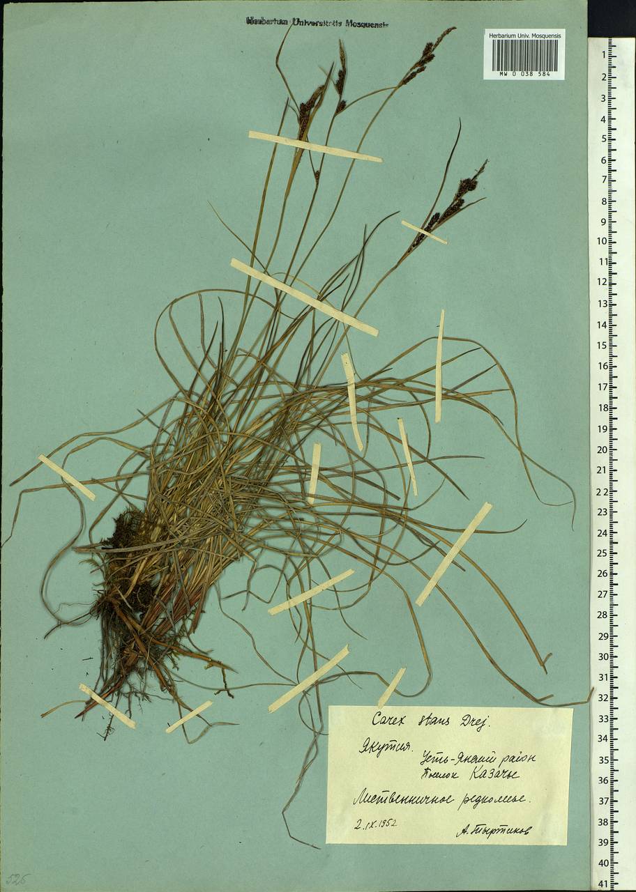 Carex aquatilis var. minor Boott, Siberia, Yakutia (S5) (Russia)