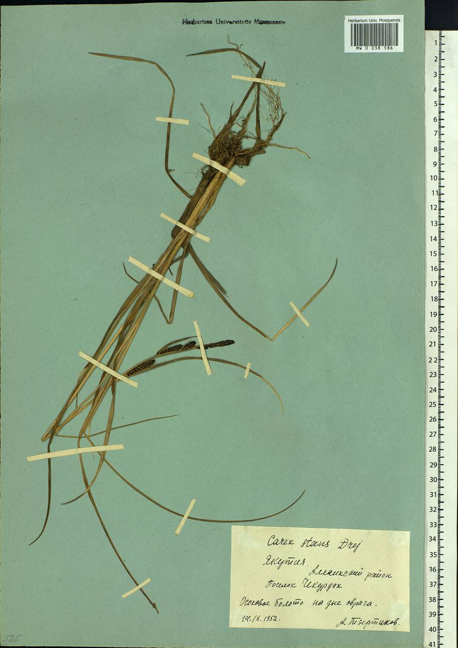 Carex aquatilis var. minor Boott, Siberia, Yakutia (S5) (Russia)