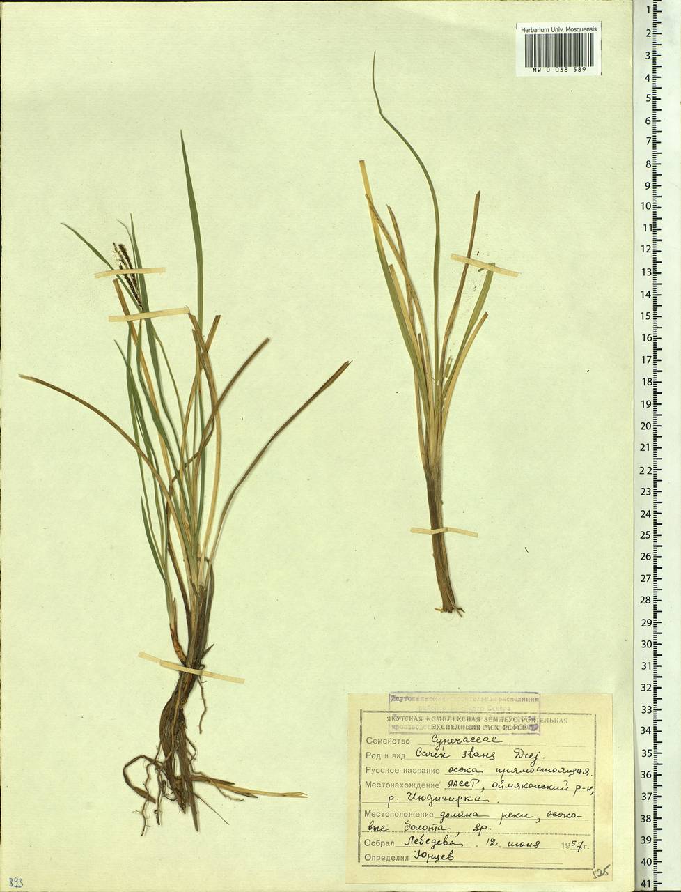 Carex aquatilis var. minor Boott, Siberia, Yakutia (S5) (Russia)
