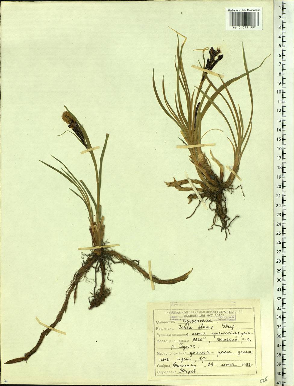 Carex aquatilis var. minor Boott, Siberia, Yakutia (S5) (Russia)