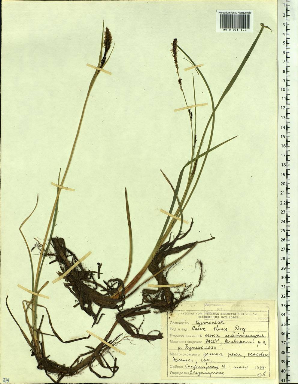 Carex aquatilis var. minor Boott, Siberia, Yakutia (S5) (Russia)