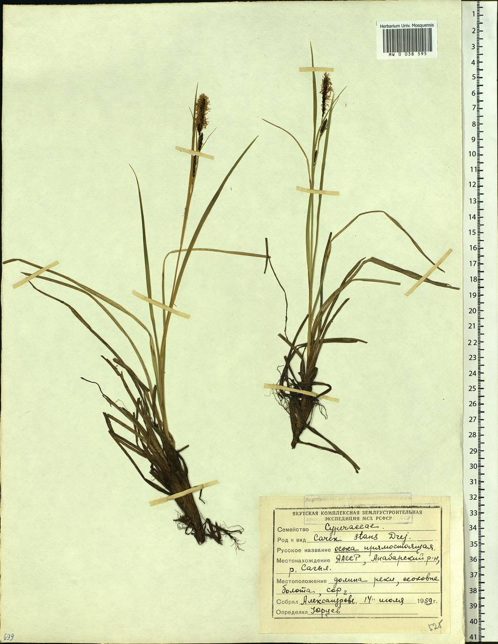 Carex aquatilis var. minor Boott, Siberia, Yakutia (S5) (Russia)