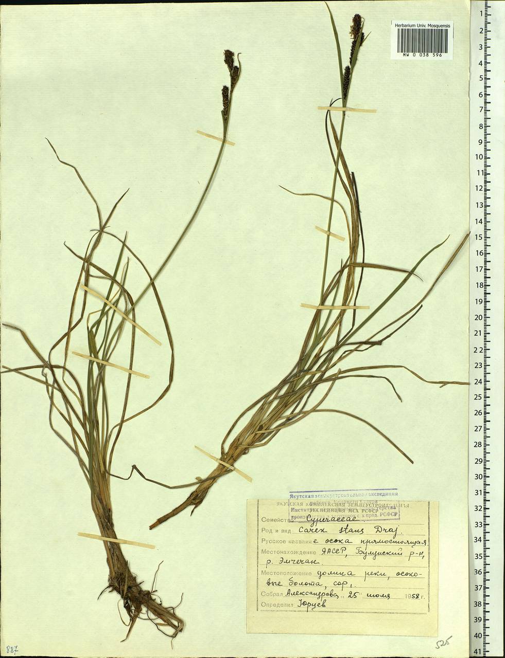 Carex aquatilis var. minor Boott, Siberia, Yakutia (S5) (Russia)