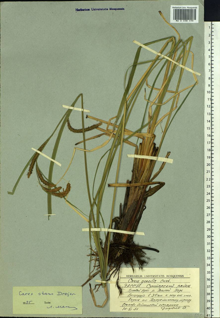 Carex aquatilis var. minor Boott, Siberia, Yakutia (S5) (Russia)