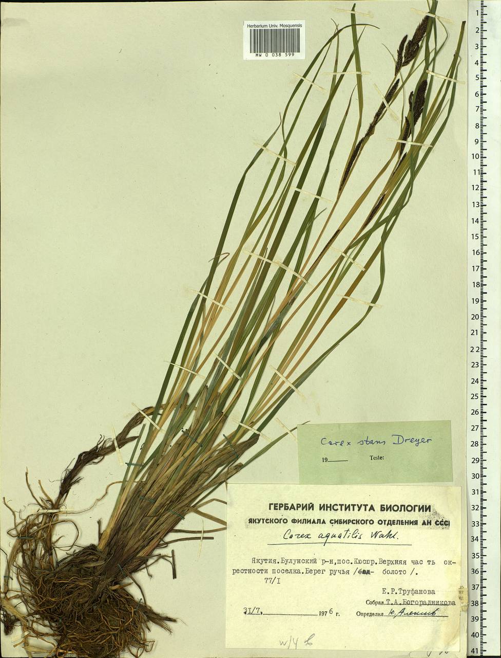 Carex aquatilis var. minor Boott, Siberia, Yakutia (S5) (Russia)