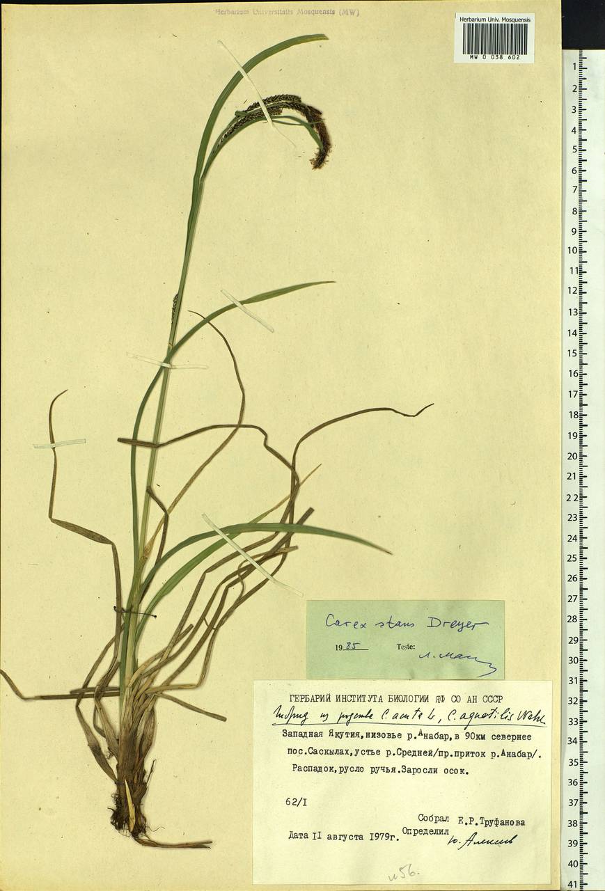 Carex aquatilis var. minor Boott, Siberia, Yakutia (S5) (Russia)