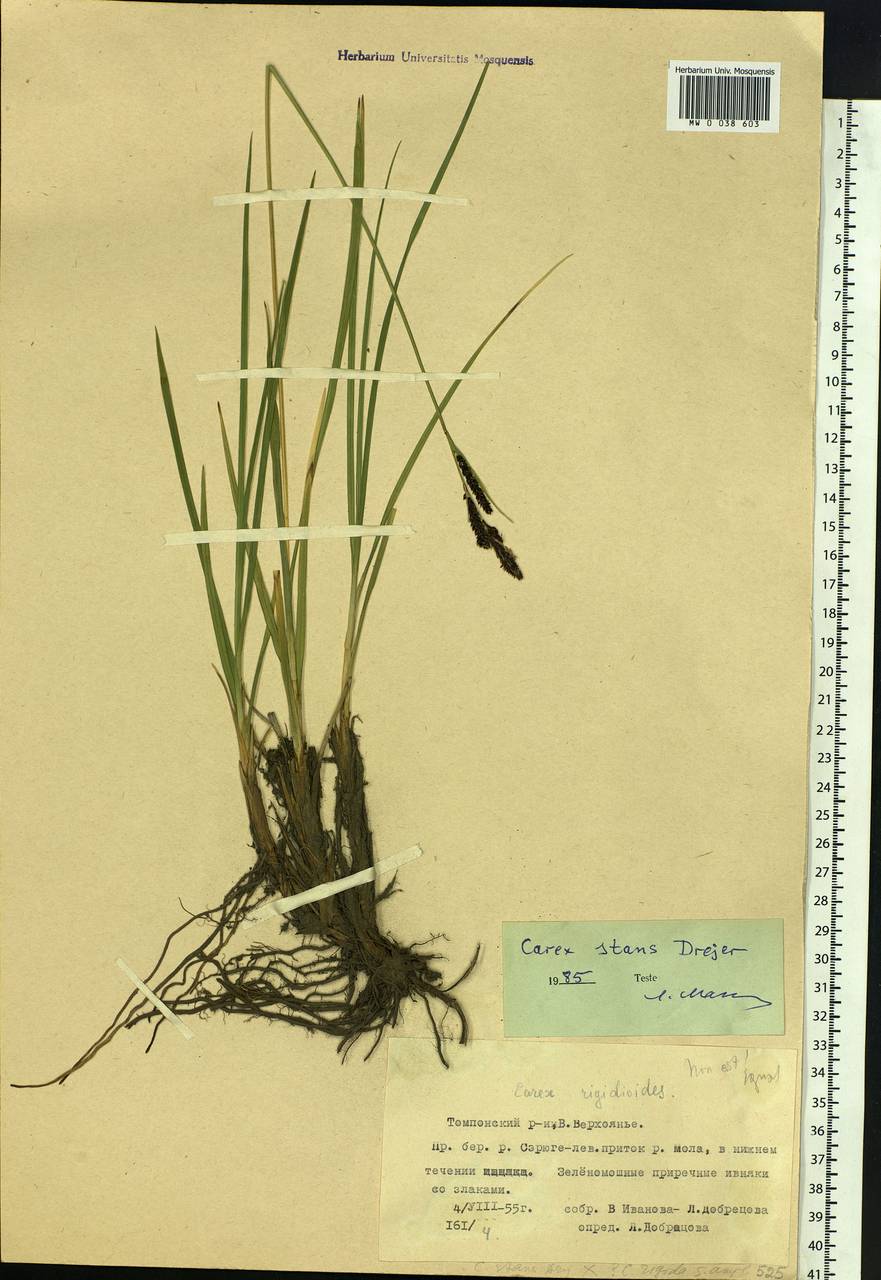 Carex aquatilis var. minor Boott, Siberia, Yakutia (S5) (Russia)