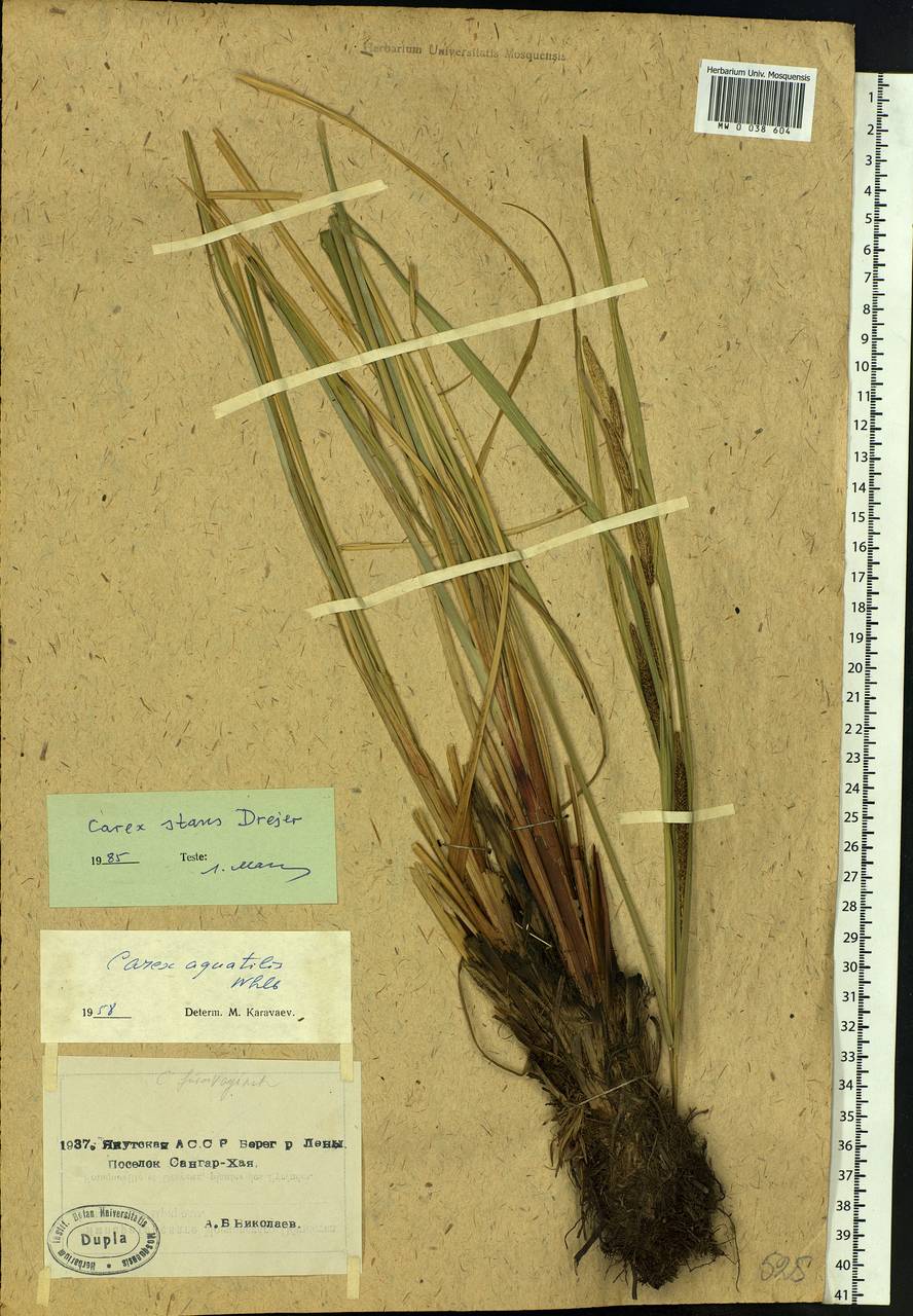 Carex aquatilis var. minor Boott, Siberia, Yakutia (S5) (Russia)