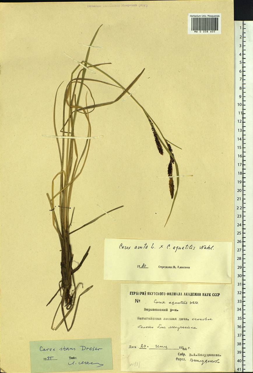 Carex aquatilis var. minor Boott, Siberia, Yakutia (S5) (Russia)