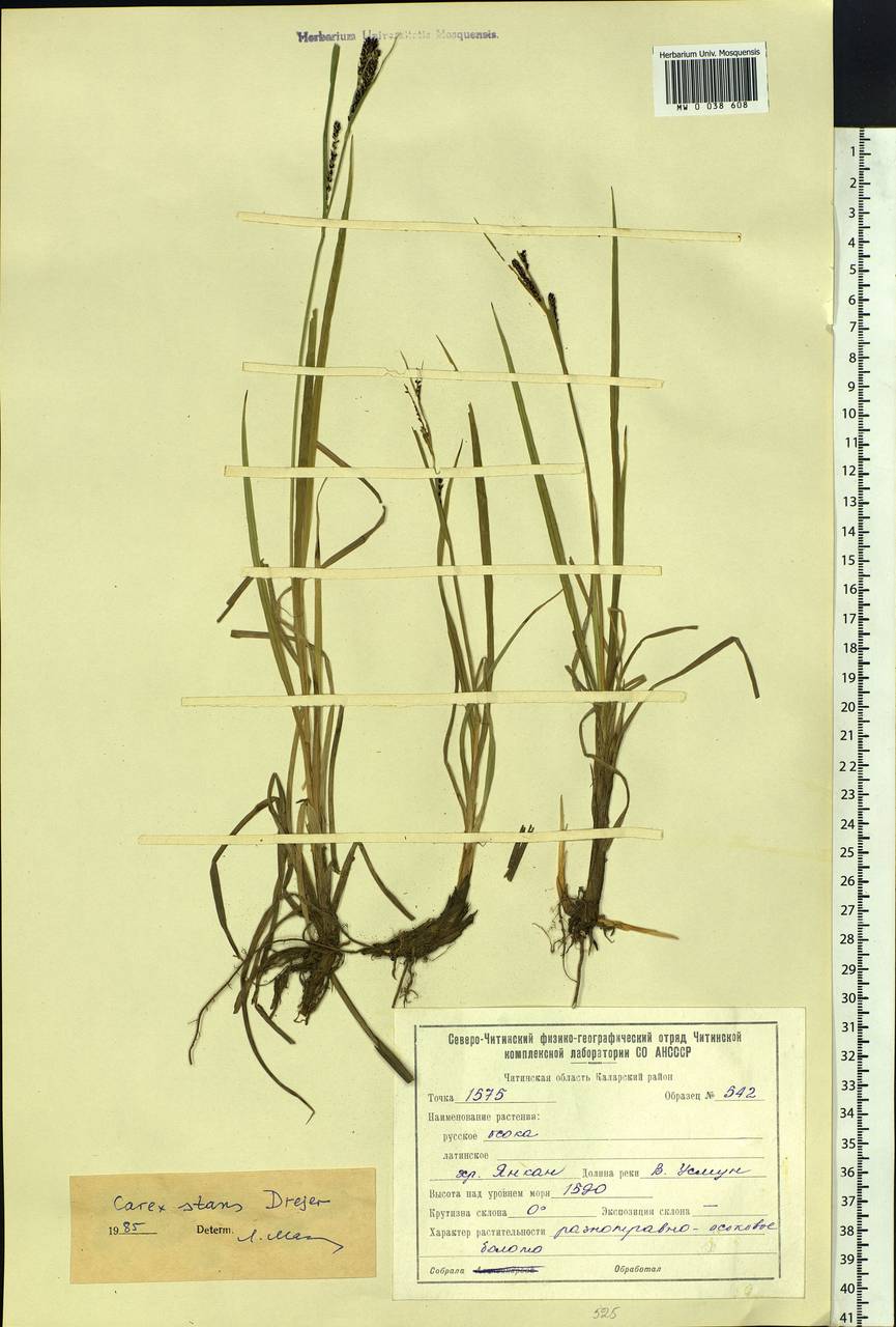 Carex aquatilis var. minor Boott, Siberia, Baikal & Transbaikal region (S4) (Russia)
