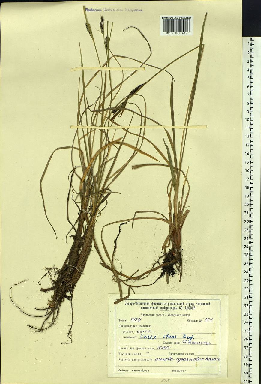 Carex aquatilis var. minor Boott, Siberia, Baikal & Transbaikal region (S4) (Russia)