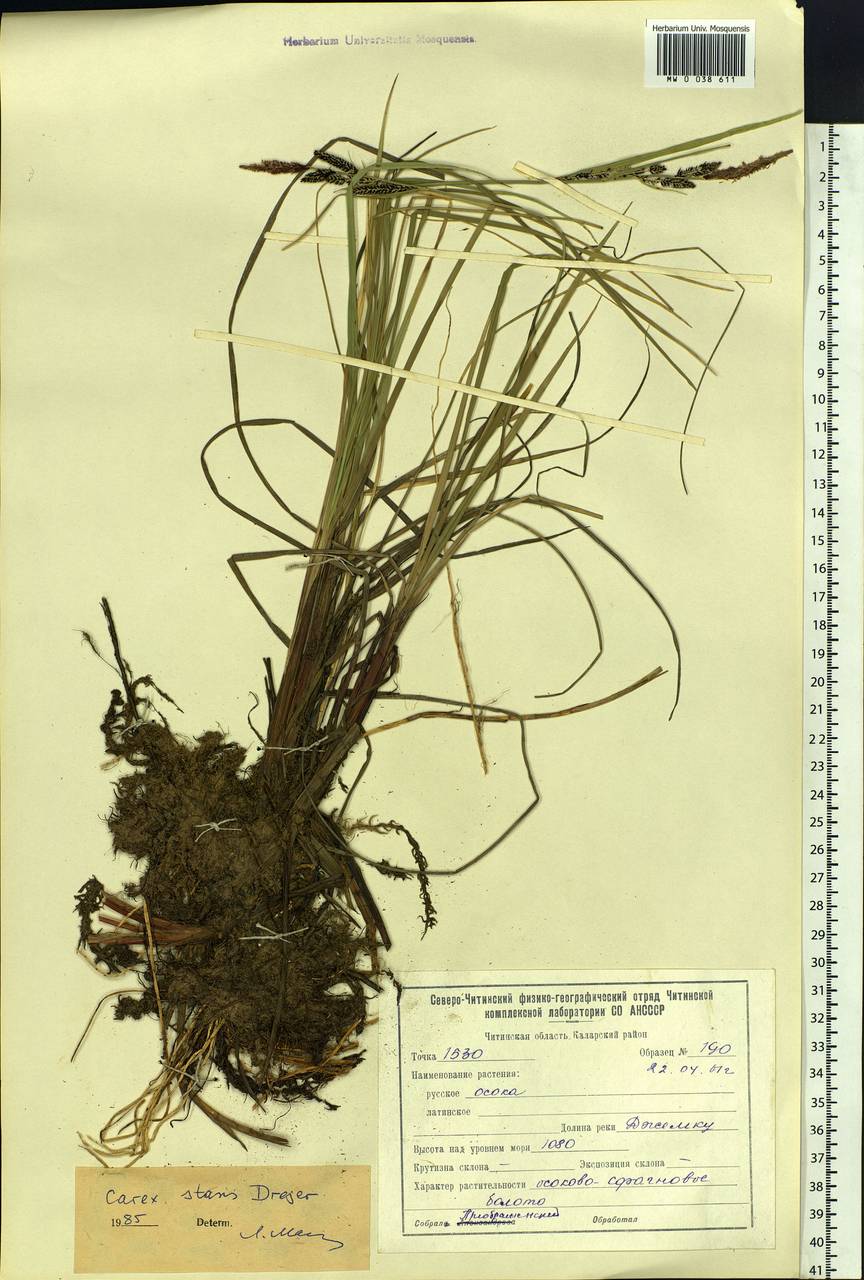 Carex aquatilis var. minor Boott, Siberia, Baikal & Transbaikal region (S4) (Russia)