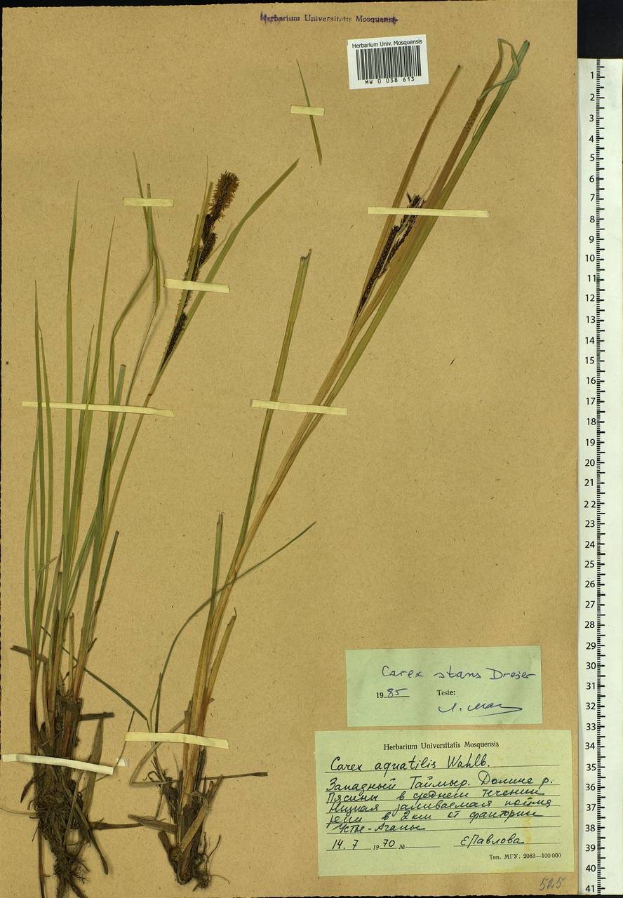 Carex aquatilis var. minor Boott, Siberia, Central Siberia (S3) (Russia)