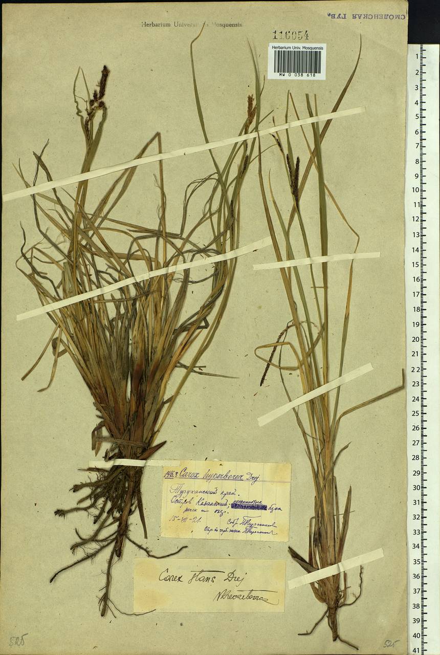 Carex aquatilis var. minor Boott, Siberia, Central Siberia (S3) (Russia)